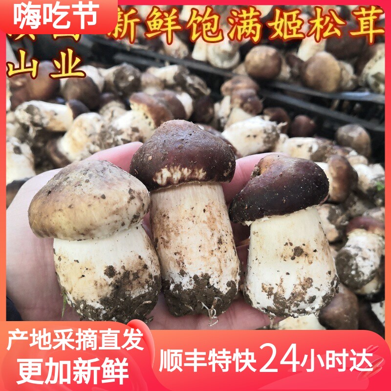 新鲜姬松茸 精品云南山珍特产蘑菇巴西菇空运包邮次日达云南菌子