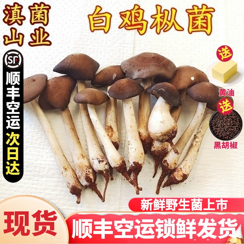 新鲜鸡枞菌 云南特产山珍食材鸡纵500克一斤装非野生蘑菇空运包邮
