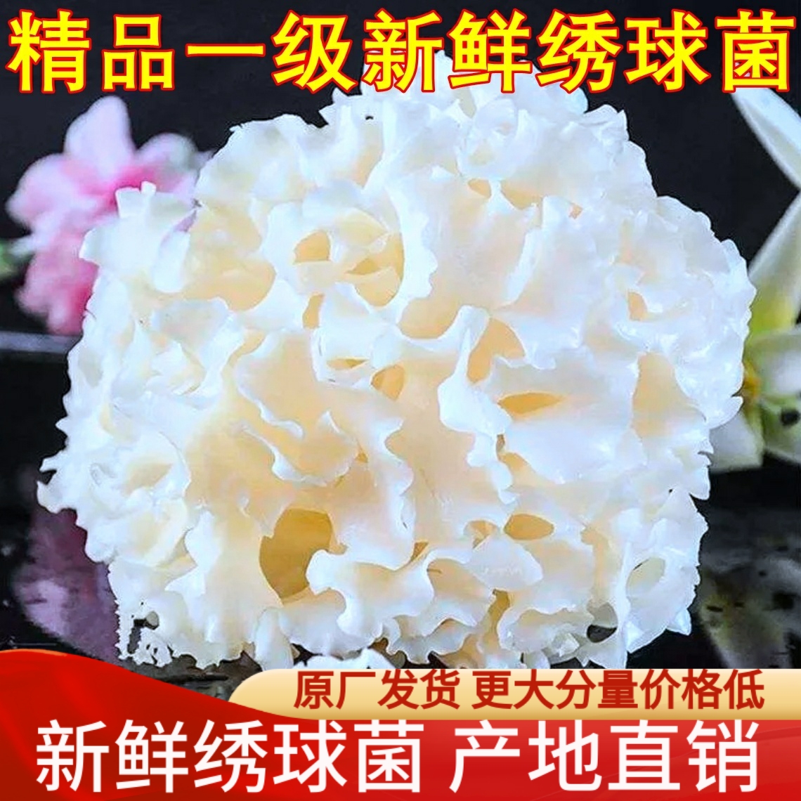 新鲜绣球菌食用菌菇 顺丰空运包邮2斤凉拌煲汤火锅口感脆爽食材