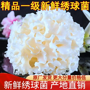 2斤凉拌煲汤火锅口感脆爽食材 包邮 新鲜绣球菌食用菌菇 顺丰空运