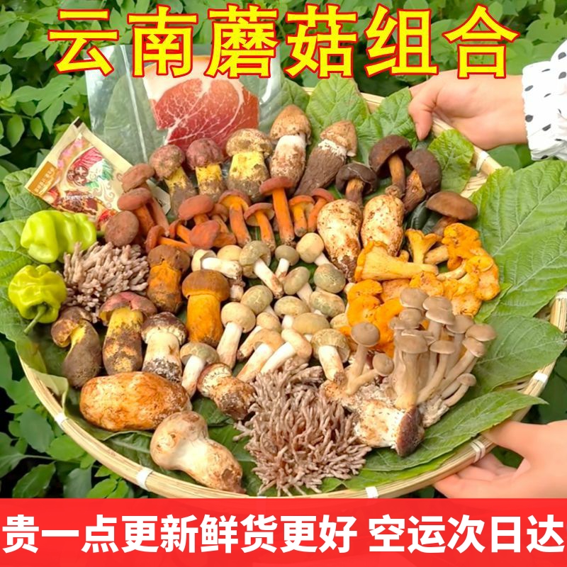 新鲜蘑菇组合云南野生菌杂菌松茸牛肝菌见手青红菇干巴菌鸡枞羊肚