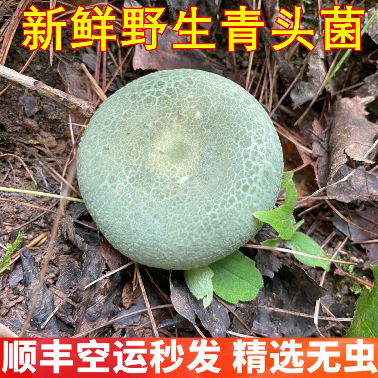 新鲜变绿红菇野生青头菌  稀有山珍食材野味云南野生菌子空运锁鲜