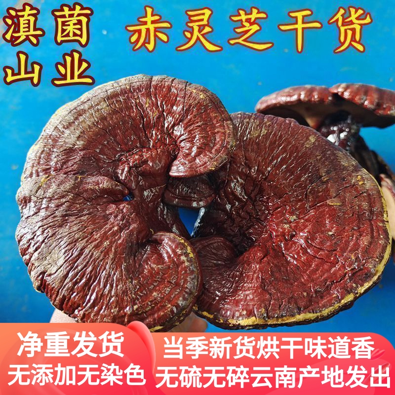 赤灵芝干货 云南山珍煲汤味道苦100克装深山土特产蘑菇菌类营养好
