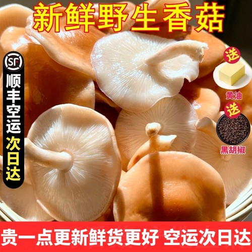 新鲜马桑菌野生香菇香信香蕈 口感滑嫩深山采摘顺丰空运云南菌菇