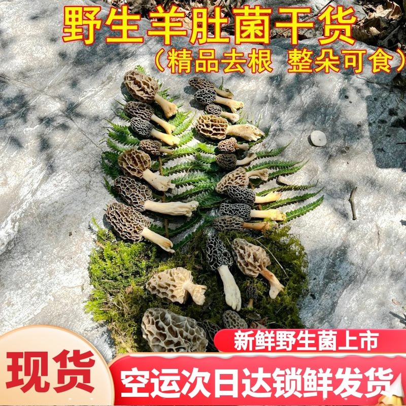野生羊肚菌干货稀有非新鲜 云南山珍美食农产品高原采摘云南菌子,粮油调味/速食/干货/烘焙,香菇类,淘宝优惠券,粉丝福利购,淘宝优惠卷