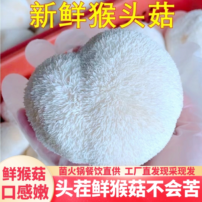 新鲜猴头菇 古田特产猴菇养胃煲汤现采现发空运包邮山珍食材美食