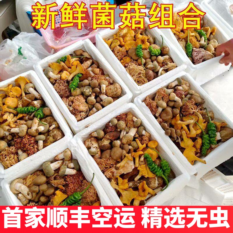 新鲜蘑菇野生菌组合云南黑松露牛肝菌鸡枞羊肚菌见手青松茸干巴菌