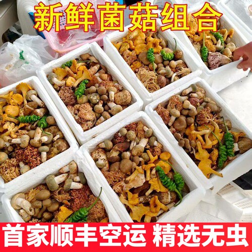 新鲜蘑菇野生菌组合云南黑松露牛肝菌鸡枞羊肚菌见手青松茸干巴菌