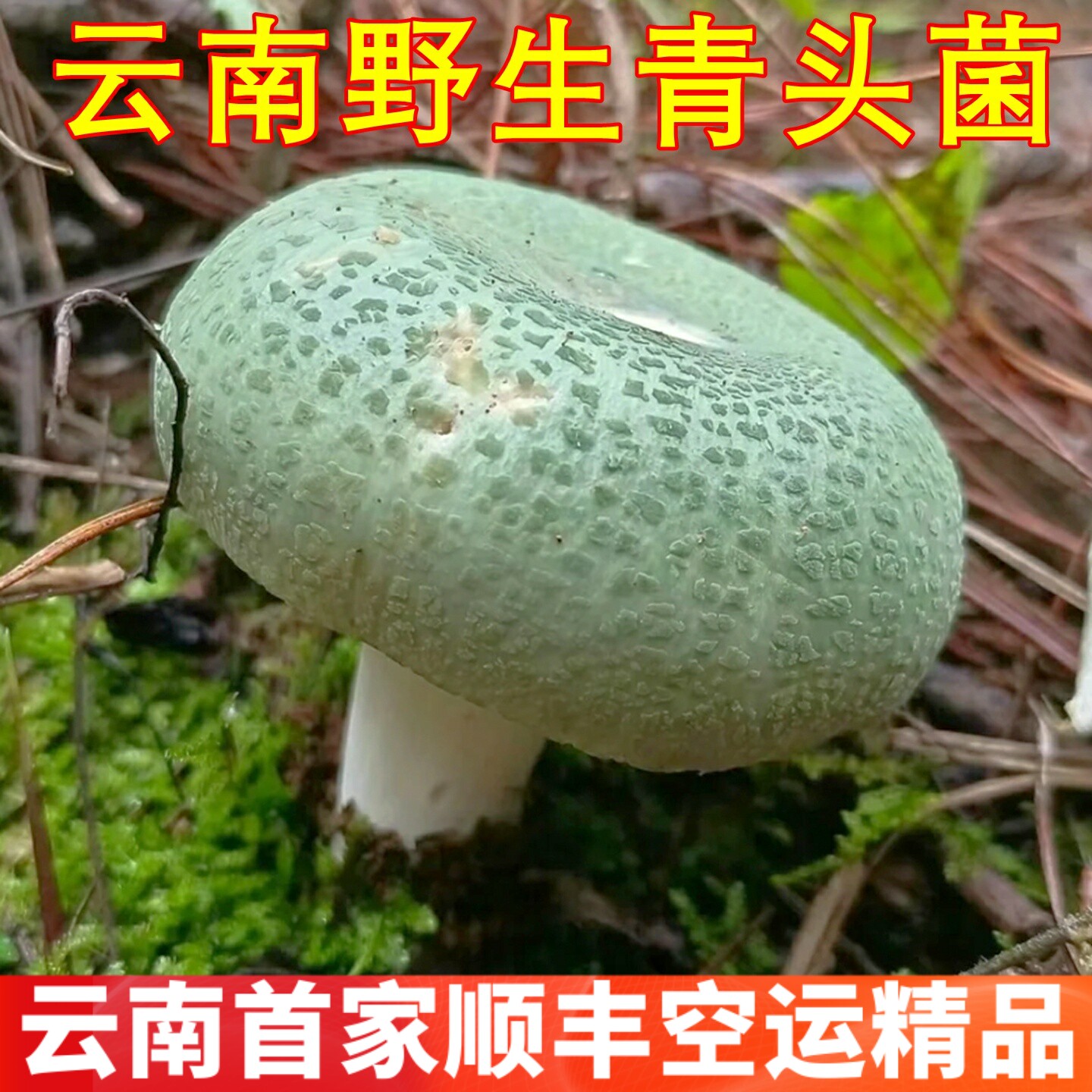 野生青头菌新鲜变绿红菇 稀有美食味道鲜美食材云南野生菌蘑菇