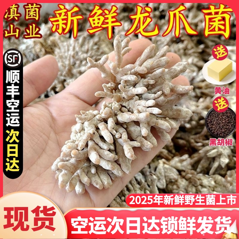 新鲜珊瑚菌龙爪菇猫爪菌美食农产品山珍土特产香菇蘑菇云南菌子