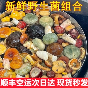 云南新鲜野生菌杂菌组合有松茸牛肝菌鸡枞黑松露见手青羊肚菌蘑菇