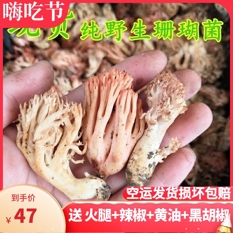 新鲜野生珊瑚菌 云南特产山珍蘑菇扫把酒店美食材500克食用农产品