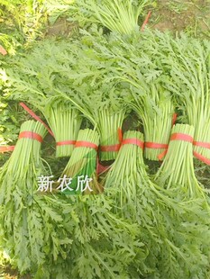 光杆茼蒿/种子/蒿子秆/好吃/产量高/四季可栽/基地种植/家庭栽培/