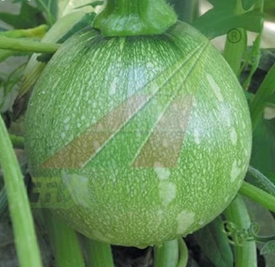 以采收嫩南瓜为主的种子