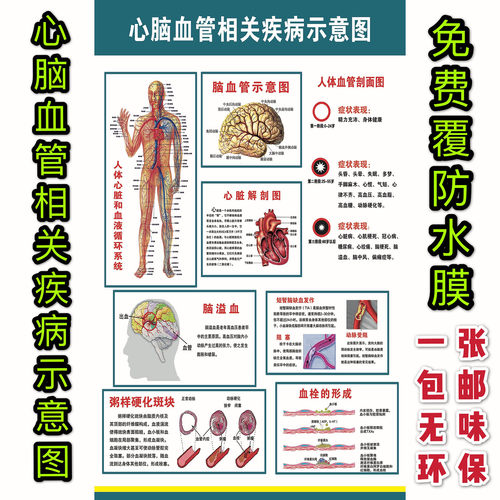 心脑血管相关疾病海报挂图