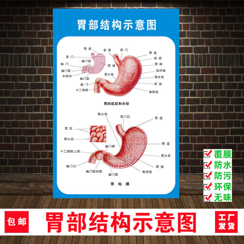 胃部宣传人体器官心脏结构图海报