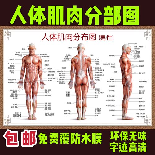 医院人体肌肉解剖医院海报挂图