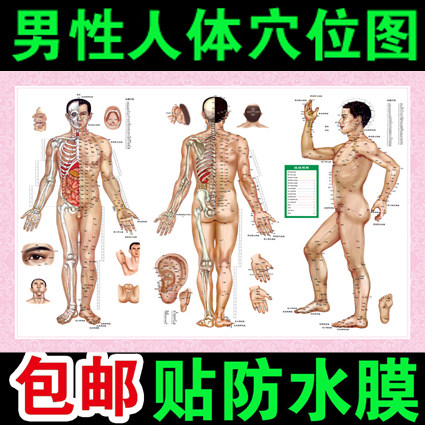中医养生艾灸穴位图针灸经络全身按摩家用人体经穴与病症对照挂图