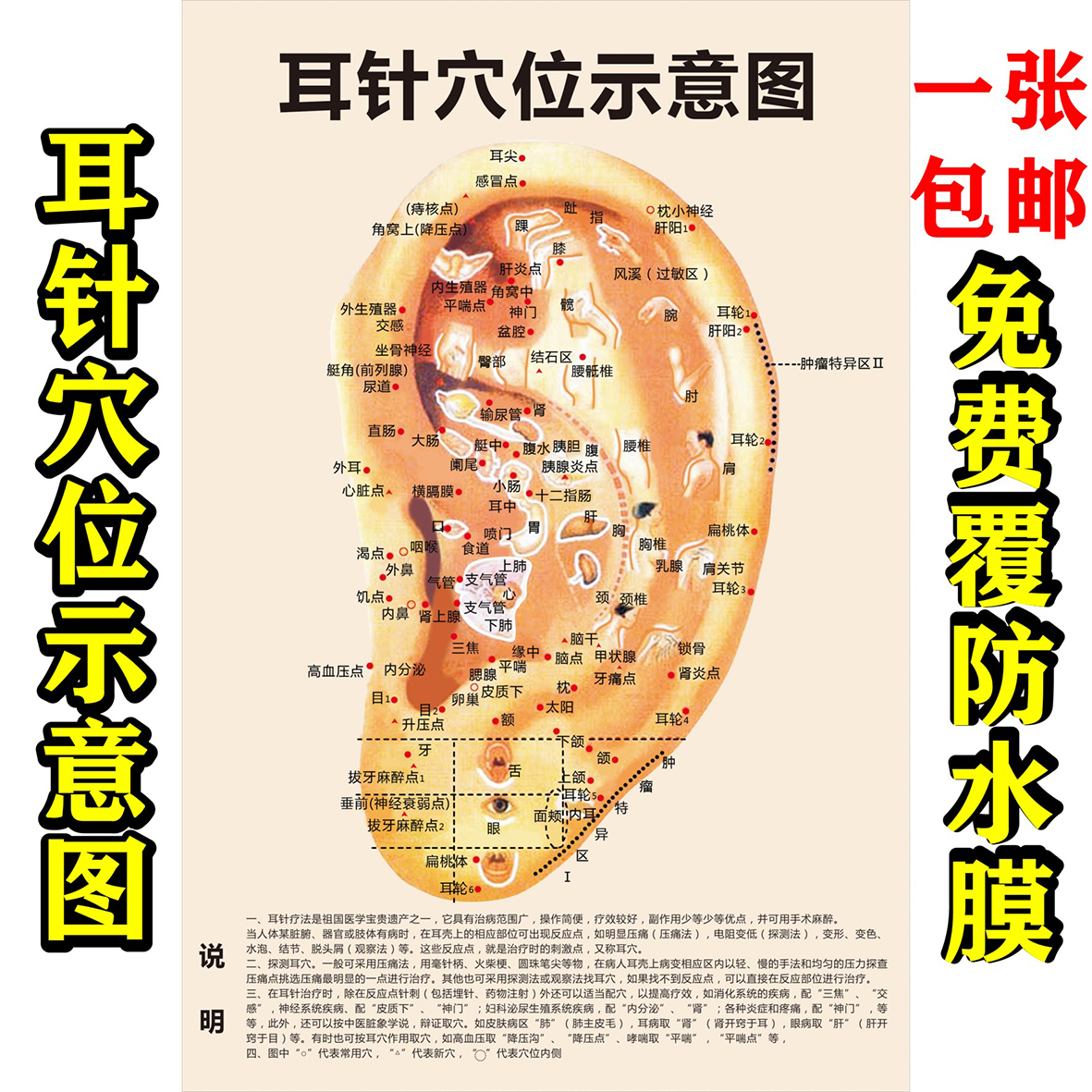 耳针穴位示意图经络推拿海报贴纸