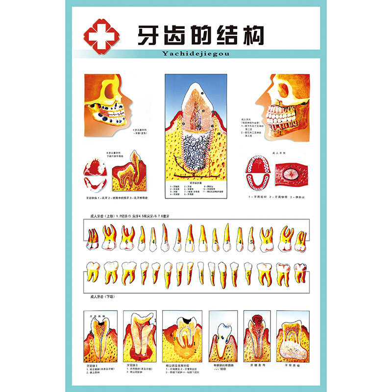 牙齿解剖结构图疾病构造成人牙列知识口腔保健医院装饰画海报贴画