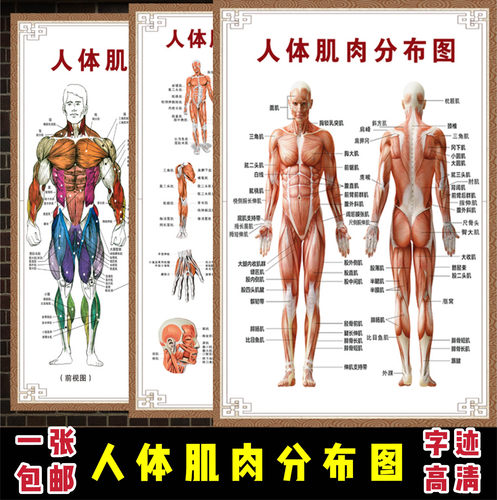 人体肌肉图销量排行榜 人体肌肉图品牌热度排名 小麦优选