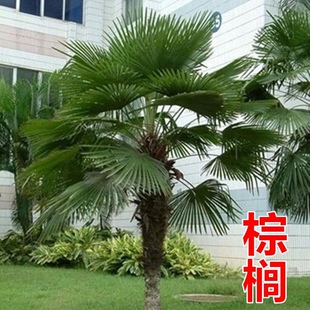 棕榈树植物扇子树棕树苗老人葵四季常青室外庭院别墅景观风景绿化