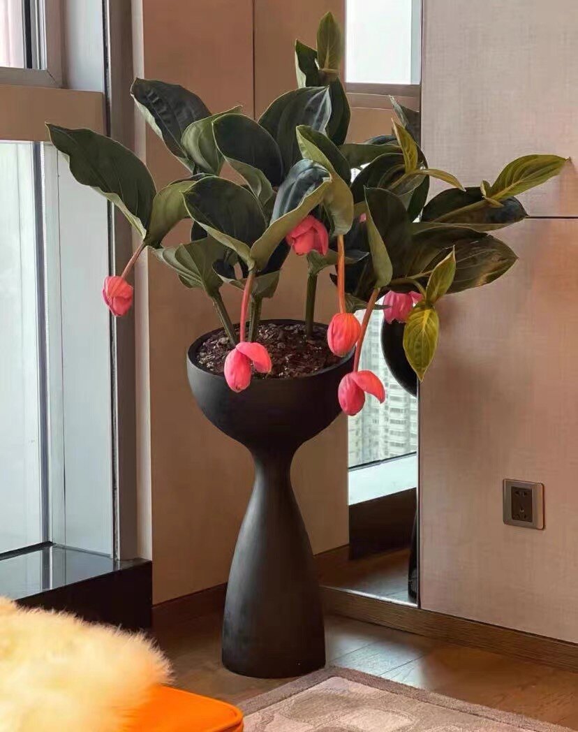 荷兰进口宝莲灯花盆栽花卉珍珠宝大型绿植/成品组合盆