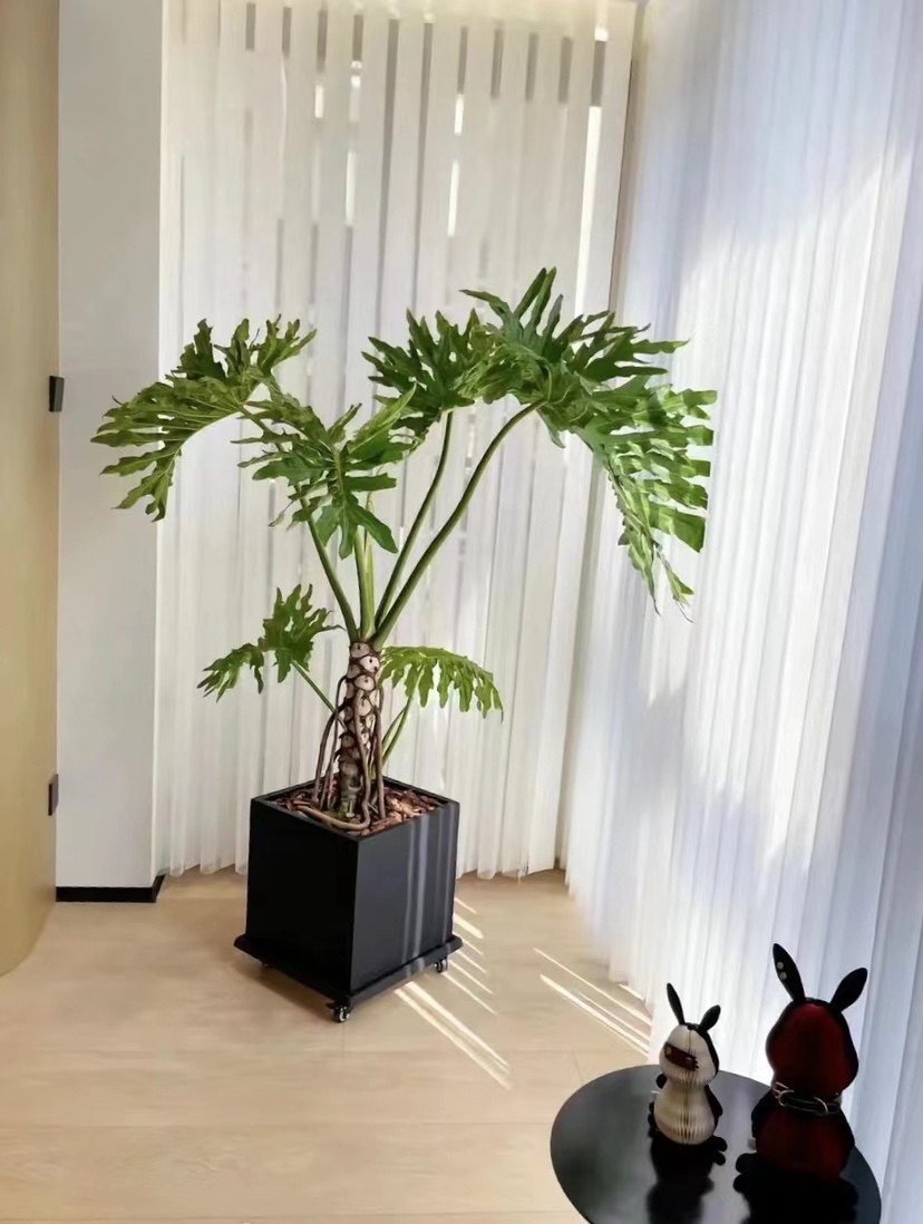 龙鳞春羽老桩盆栽室内大型绿植北欧网红室内客厅吸甲醛观叶植物
