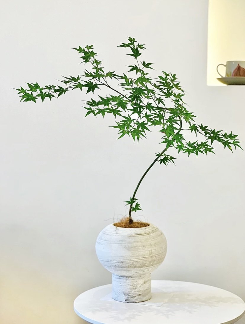 日本枫树流泉枫树盆栽日式花园植物阳台日本红枫鸡爪槭苗花园植物