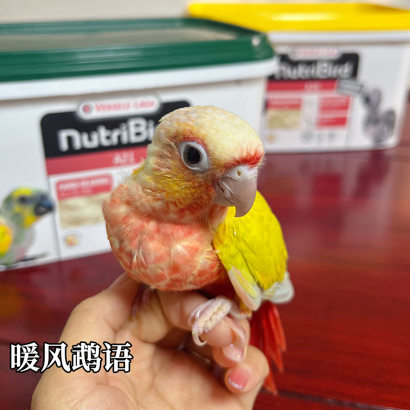 手养香吉士小太阳黄边凤梨绿颊蓝化标识鸟类粮雏鸟滋养丸奶粉鸟粮