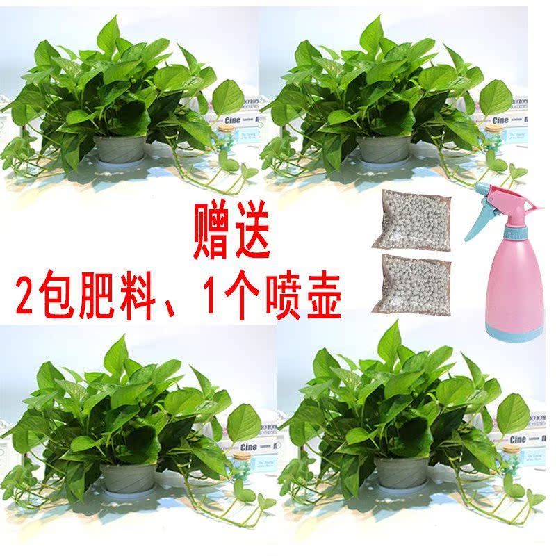 Green luo big potted plants indoor absorb formaldehyde plantin the Flower delivery/Flowers simulation/Plants gardening , Flowers/Potted plants (New) , Plants  category - from Buy2taobao.com to provide professional Taobao agent buy service
