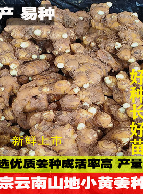 2006年正宗云南山地小黄姜发芽生姜农家种植黄姜带芽老姜不活包赔