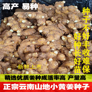 2006年正宗云南山地小黄姜发芽生姜农家种植黄姜带芽老姜不活包赔