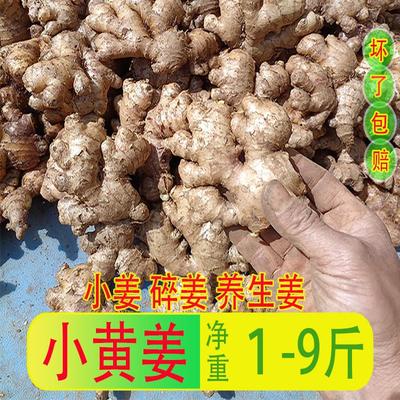 现挖新鲜老姜姜母生姜调味佳品
