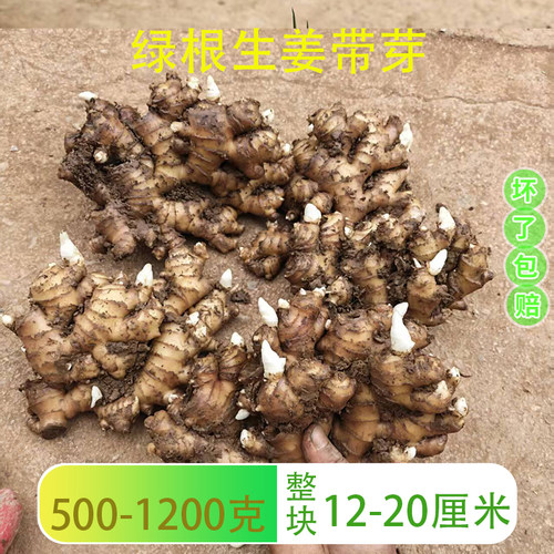 大块禄根带芽好养小黄姜种苗绿植