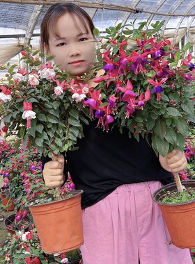 倒挂金钟棒棒糖盆栽重瓣灯笼花吊钟花阳台花卉