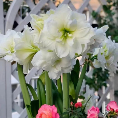 朱顶红重瓣《阿弗雷》，包对版朱顶红新手入门好养皮实