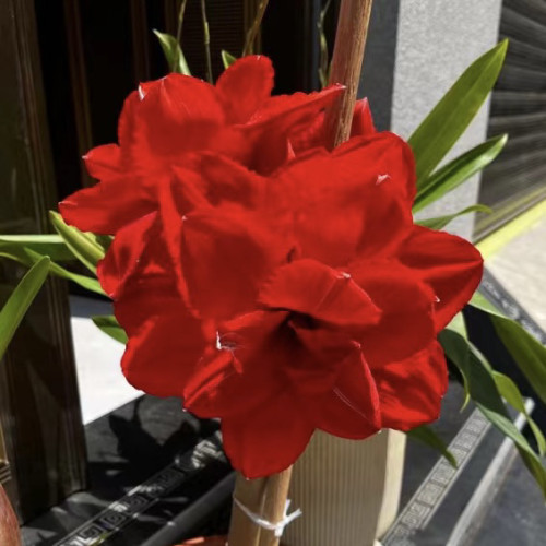 朱顶红重瓣【双皇】，朱顶红包对版多年生好养皮实