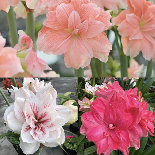 朱顶红自然球，少量库存