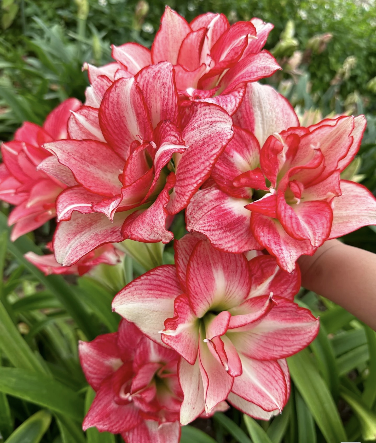 朱顶红【安瑞雅】自然球，朱顶红好养皮实