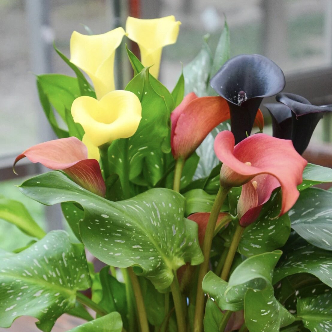 彩色马蹄莲种球进口球根彩马多年生新手盆栽花卉草本植物室内阳台