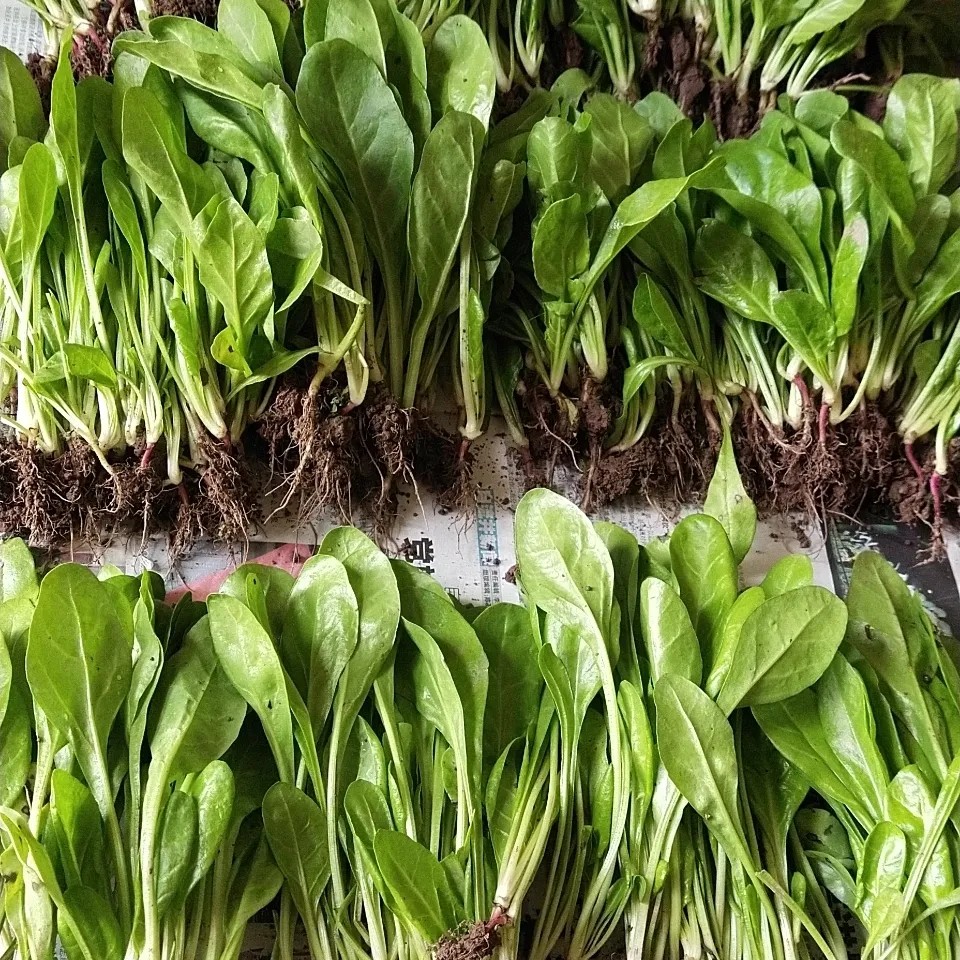 四川露天牛皮菜厚皮宽皮甜菜秧苗新鲜当季菜牛皮菜苗白杆青杆随机