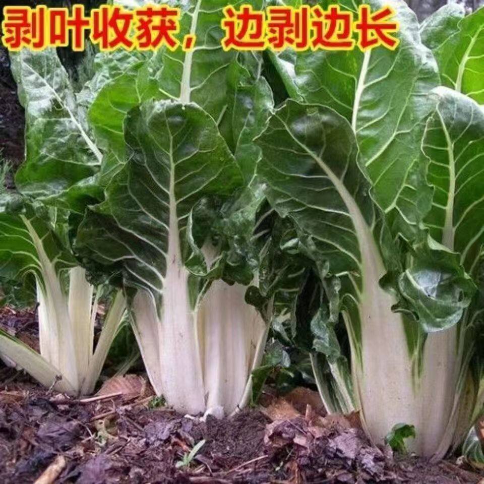 四川牛皮菜厚皮菜莙荙菜根达菜多次反复收割带泥秋冬耐寒白梗青梗