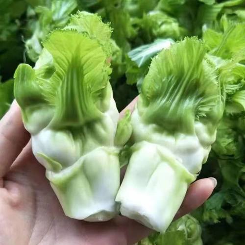 儿菜苗包包菜秧苗南充菜活苗蓝充菜儿菜苗秧苗四川本地蔬菜苗冬季