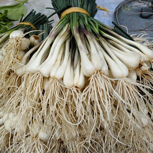 四川特产教头鹅土蕌新鲜蔬菜藠头农家自种现挖现发带叶半荞头叫头