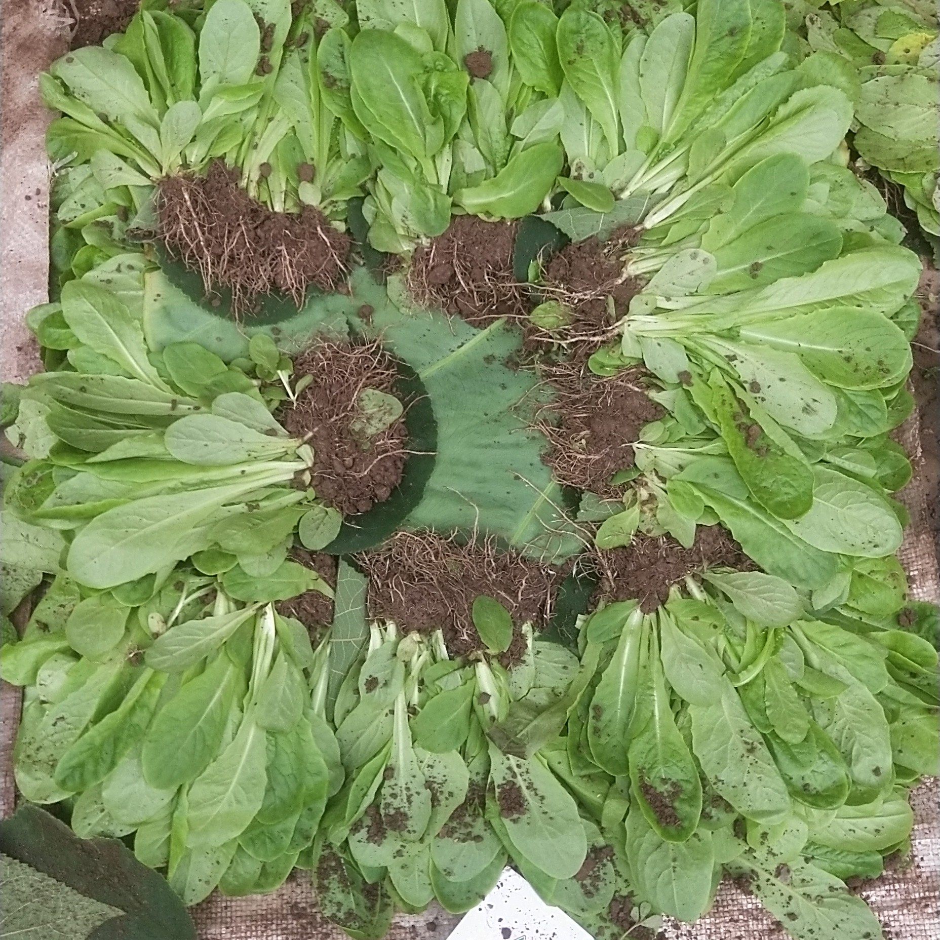 青皮青肉莴笋秧苗红皮莴笋苗带土发货莴苣幼苗新鲜冬季蔬菜秧苗,农用物资,花卉林木种子/种苗/种球,淘宝优惠券,粉丝福利购,淘宝优惠卷