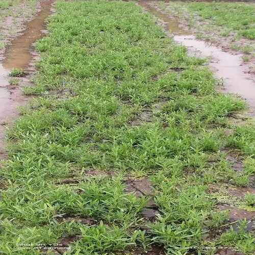 四川水藤藤菜爬藤牵藤大叶小叶尖叶柳叶新鲜空心菜老杆老品种老式 - 封面