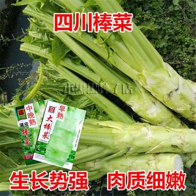 双十二冲量四川棒棒四川菜菜头儿超大重大重庆蔬菜煮汤煎炒冬季秧