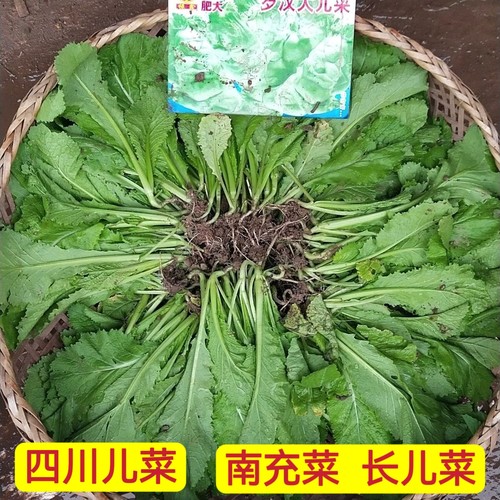 儿菜苗包包菜秧苗南充菜活苗蓝充菜儿菜苗秧苗四川本地蔬菜苗冬季