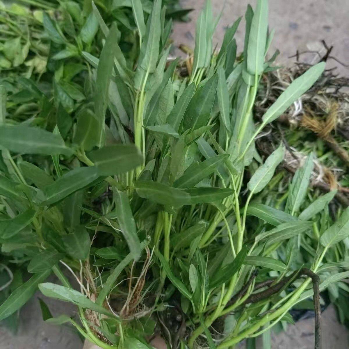 四川老品藤藤菜空心菜爬藤旱地过河菜脆嫩新鲜重庆空心菜水栽秧苗